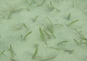 underwater close up of Johnson's seagrass in the vicinity of Sebastian Inlet, FL
