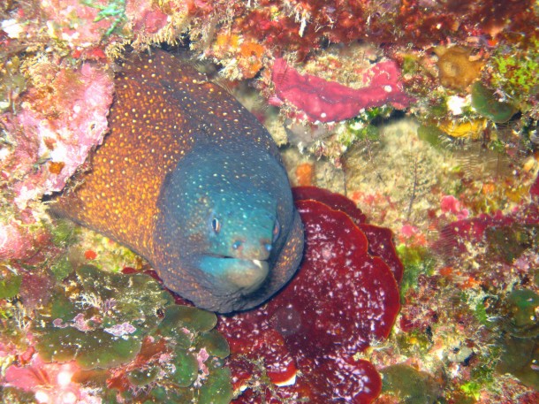 Found in the waters surrounding the Philippines a moray eel poses for a photo. (Photo: M. J. Costello)