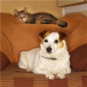 dog and cat laying on couch