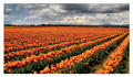 One of the photos from our Tulip Festival photo exhibit. (Credit: Skagit Valley Tulip Festival)