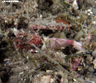 A close up view of a small rock shrimp almost hidden in the algae at Stetson Bank