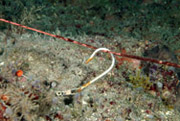 A hook and leader snagged on another line at Stetson Bank