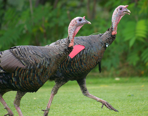 These male turkeys (toms) lived on a golf course near a New Hampshire airport, and were tracked by wildlife biologists to study their habits and movements.  The tom on the right wears a tag and transmitter that helps APHIS Wildlife Services biologists monitor his habits and movements. USDA Photo by D. Bargeron.