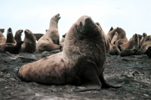 Stellar Sea Lion Bull on Haul Out