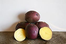 Photo:  A pile of six  potatoes of the Peter Wilcox variety. Link to photo information