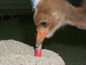 This chick, about 4 days old, follows the red-tipped puppet bill as it probes around the food.