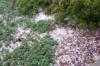 Hail stones visible in shrubbery