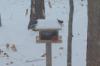 A Cardinal and a pair of Junco's enjoy a treat during the storm