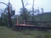 Damage at southern end of tornado track is shown. 20 - 24 inch diameter pines twisted off - Click to enlarge