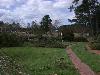 Pine tree blown down on the Umstead Farm - Click to enlarge