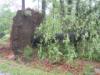 Strong winds uprooted and snapped large trees along Peach Orchard Road on April 22, 2006 - Click to enlarge