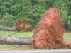 Strong winds uprooted and snapped large trees along Peach Orchard Road on April 22, 2006 - Click to enlarge