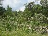 Tree damage from the Broadway Tornado. Note the swath of trees that are damaged. Picture courtesy of Brandon Dunstan & Brandon Locklear - Click to enlarge