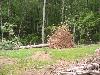 Strong winds uprooted and snapped large trees near Harris Lake on June 11, 2006  - Click to enlarge