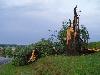 Large tree blown over in northern Wake County on Norwood Road, just east of Mt Vernon Church Road - Click to enlarge