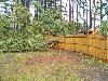 Wind damage in northern Wake County on Bayleaf Trail, near Norwood Road - Click to enlarge