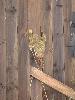 Piece of lumber penetrates a fence - photo courtesy of Cumberland County Emergency Management - Click to enlarge