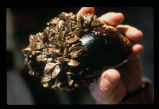 Zebra mussel on native mussel
