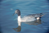 Pintail Duck