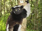 image of an indri