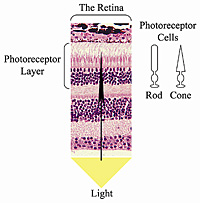 After entering the eye, light shines through the retina to the photoreceptor layer where it is detected by rod and cone cells.