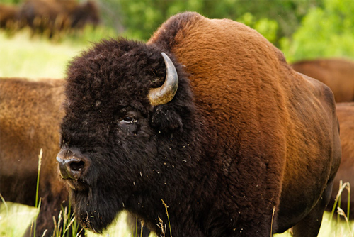 Bison. Click through for image source.