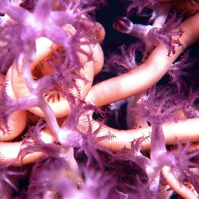 Photo: For Valentine's Day: A close-up view of a brittle star intertwined with its host coral. It must be love...

(Image source: http://oceanexplorer.noaa.gov/okeanos/explorations/10index/logs/dailyupdates/media/july25_update.html)