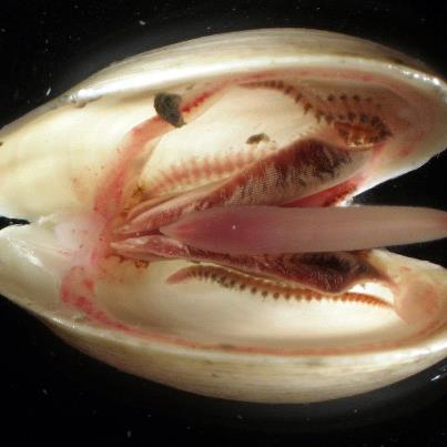 Photo: Biologists opening clams collected at a Blake Ridge cold seep in 2001 discovered that nearly every clam was occupied by one or more tiny, segmented worms. The worms in the clams belong to a group known as the nautiliniellids and the collected specimens were unlike any other described species.

Learn more about this discovery: http://oceanexplorer.noaa.gov/explorations/03windows/logs/jul28/jul28.html.