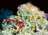 A squat lobster and blackbelly rosefish find shelter on a Lophelia pertusa coral reef off the southeastern United States.