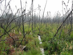 Bonanza Creek EFR. A boardwalk into the wetlands region of the survey line fire. There are a number of research activities in this fire scar. Photographer: Brian Charlton.