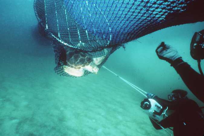 Turtle escaping from a net equipped with a Turtle Excluder Device (TED).