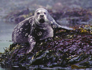 Harbor seal photo by Vladimir Burkanov