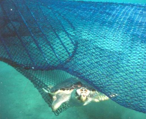 green turtle swims out of a net equipped with a turtle excluder device (TED)