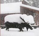 moose coved in snow