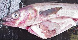 walleye pollock with an ventral incision showing digestive system