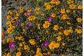 View a larger version of this image and Profile page for Calandrinia ciliata (Ruiz & Pav.) DC.