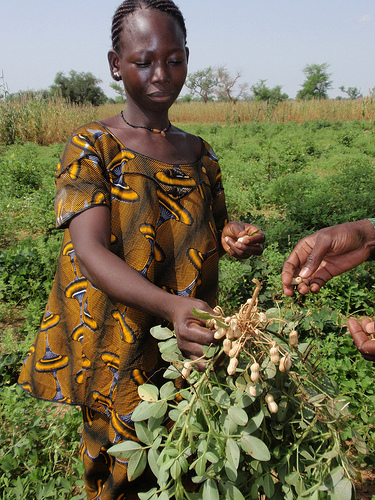 Clemence, a teacher from Ogondougou School, displays the peanuts grown in the school garden to be used as a condiment in the meal provided by USDA.