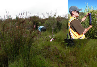 New Zealand and USGS scientists are studying how nutrient inputs are affecting freshwater bogs