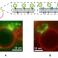 Cellular Membrane Bending by Protein-Protein Crowding