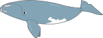 Southern Right Whale