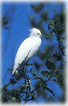 Snowy Egret. Credit: Michael A. Kelly, USFWS