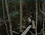 photo of plankway through the mangroves