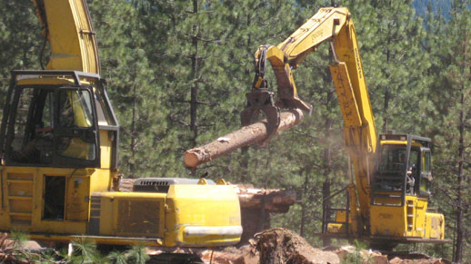 Equipment thinning trees in a forest