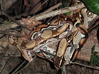 Boa constrictor curled up on tree root on Puerto Rico. USGS photo by RObert Reed.