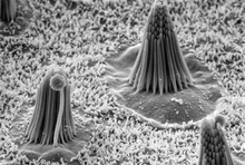 Pictured are inner ear hair cells that convert a mechanical stimulus-like sound or head movement into neural signals. You can see the mechanosensitive cilia bundles of three cells; the rest of each cell is below the visible surface.

Image courtesy Corey Laboratory