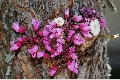 View a larger version of this image and Profile page for Cercis canadensis L.