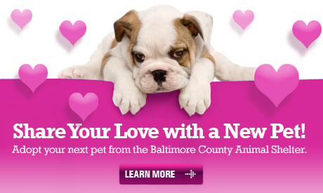 image of adoptable pets for adoption! Adopt a pet from the Baltimore County Animal Shelter.