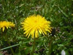 Dandelions could be used for tire rubber [Image: Flickr user jolly_janner]