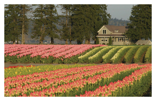 One of the photos from our Tulip Festival photo exhibit.
