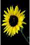 View a larger version of this image and Profile page for Helianthus annuus L.